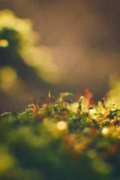Tiny moss leaves in winter sunlight Stock Photos