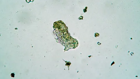 Tiny moss piglet is moving paws rapidly trying to turn over under microscope Stock Footage 141061499