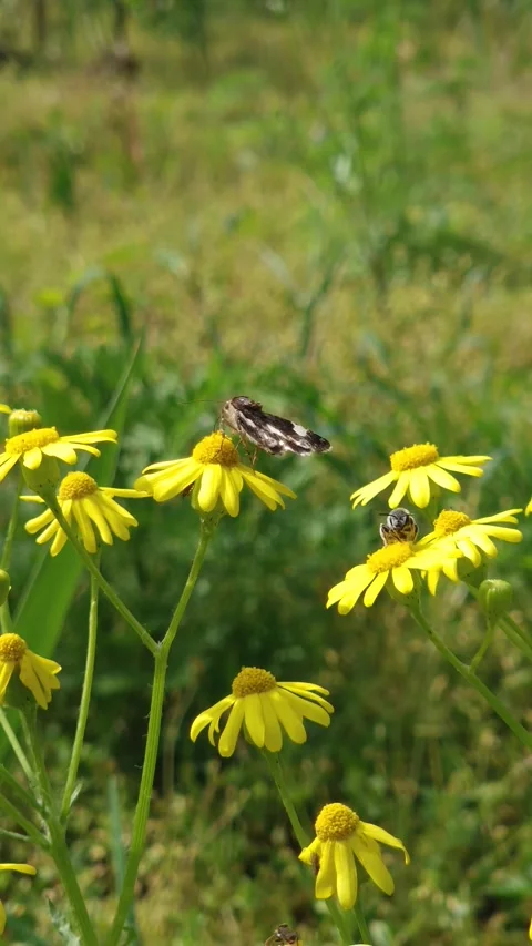 Tiny moth and a bee pollinating a yellow eastern groundsel flower. Senecio verna Stock Footage 274400241