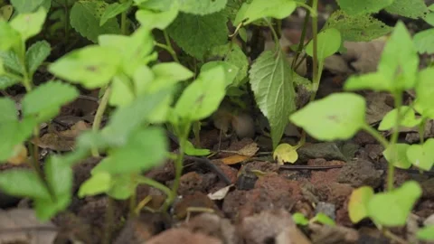 Tiny moth hidden. Stock Footage 248001742
