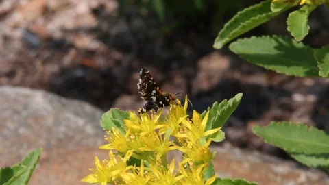 Tiny moth &amp; orange stonecrop flowers Stock Footage 82630011