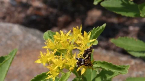 Tiny moth &amp; orange stonecrop flowers Stock Footage 82630115
