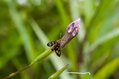 Tiny moth perches on delicate purple flower Stock Photos