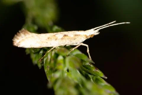 Tiny moth perches delicately on green plant stem Stock Photos