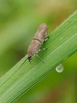 Tiny moth Stock Photos