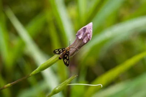 Tiny moth rests on budding flower Stock Photos