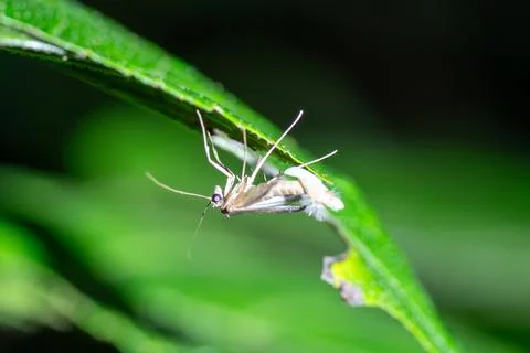 Tiny moth rests on vibrant green leaf Stock Photos
