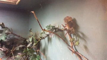Tiny Mouse Balances on a Tree Branch whilst rapidly preening 動画素材 85608564