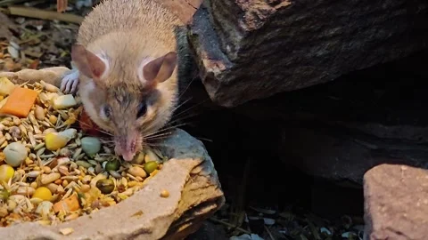 A tiny mouse close up Stock Footage 296538739