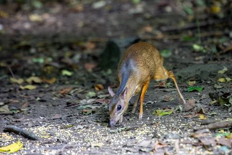 A tiny mouse-deer lowers its head to feed on the leaf-strewn forest floor. Stock Photos