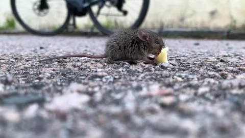 A tiny mouse eating a piece of banana Stock Footage 247375925