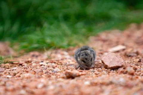 Tiny mouse exploring outdoors Stock Photos