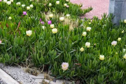 Tiny Multi-Colored Flowers at Garden Stock Photos