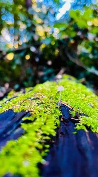 Tiny mushroom and moss on a tree Stock Photos