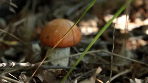 Tiny mushroom in Autumn's leaves Stock Footage 147030380