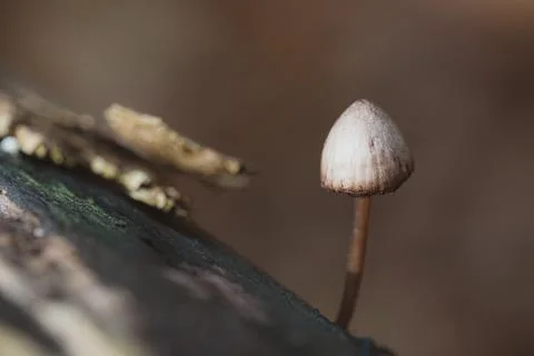 Tiny mushroom on dead tree trunk Stock Photos