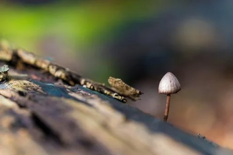 Tiny mushroom on dead tree trunk Stock Photos