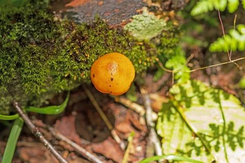 Tiny Mushroom on the Forest Floor Fotos Stock