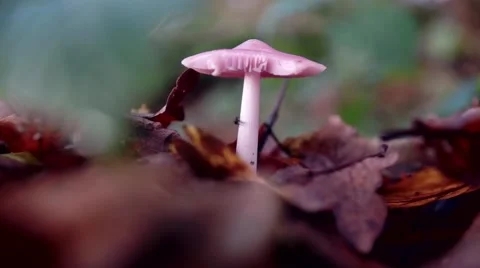 Tiny mushroom on the ground of forest. Timelapse sequence with Changes in light Stock Footage 44231485