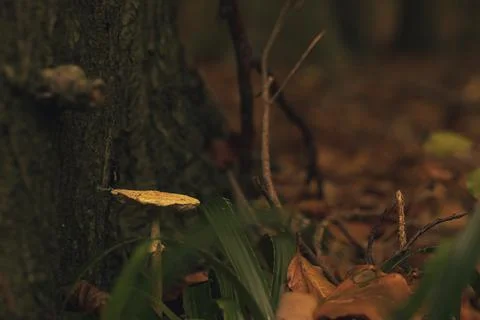 A tiny mushroom growing on tee trunk in woodland Stock Photos
