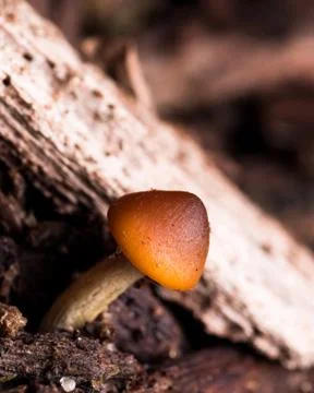 Tiny Mushroom Grows next to Wood Stock Photos