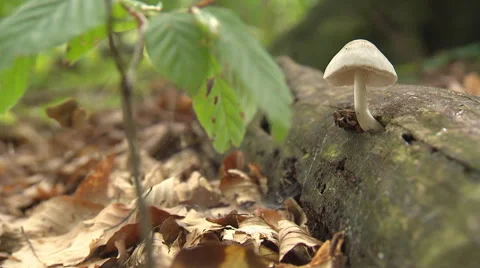 Tiny mushroom on lying trunk Video stock 59317756