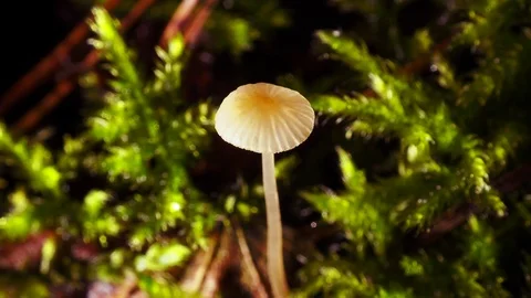 A tiny mushroom. Macro video, mushroom in the forest top view. Stock Footage 119754356