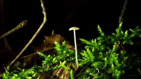 A tiny mushroom. Macro video, mushroom in the forest side view. Mycena Filopes. 스톡 동영상 120253603