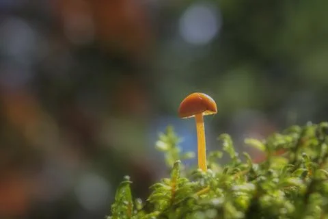 Tiny mushroom in moss under soft light Stock Photos