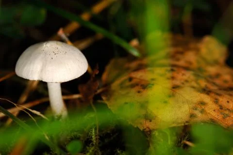 Tiny mushroom Foto stock