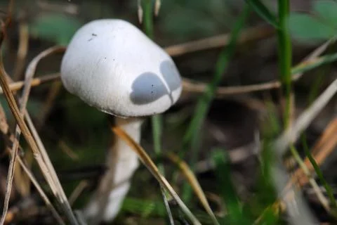 Tiny mushroom Foto stock