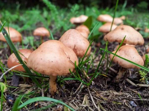 Tiny mushroom Stock Photos