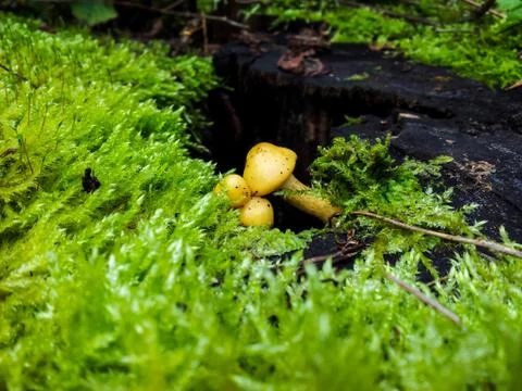 Tiny mushroom Stock Photos