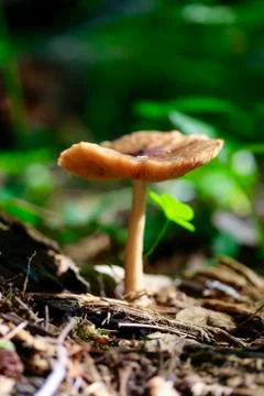 Tiny mushroom Stock Photos