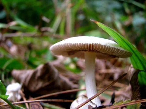 Tiny Mushroom Stock Photos