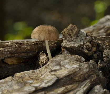 Tiny Mushroom Foto stock