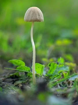 A tiny mushroom 库存照片