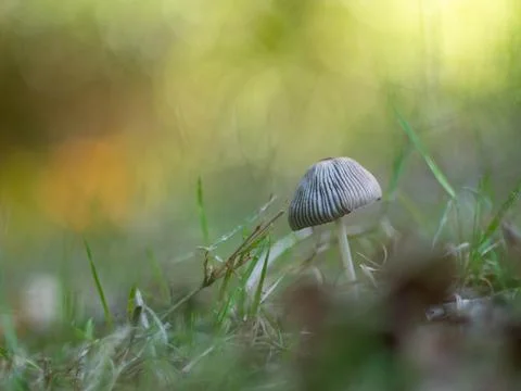Tiny mushroom Stock Photos