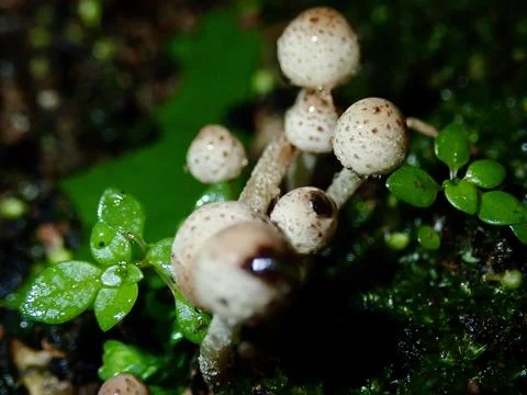 A tiny mushroom Stock Photos
