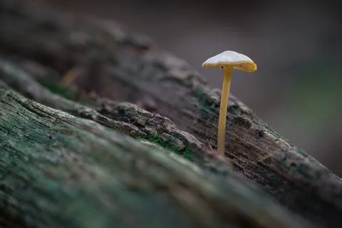Tiny mushroom on rotten log. Stock Photos