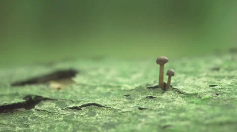 A Tiny Mushroom On A Stump Video stock 37616193