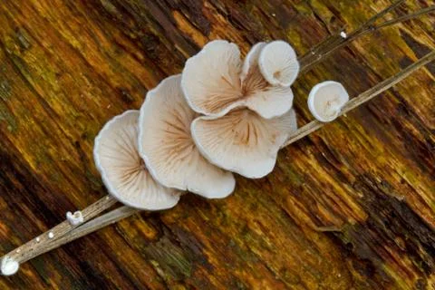 Tiny mushroom, a Variable Oysterling, Crepidotus variabilis, growing on a dead b Stock Photos
