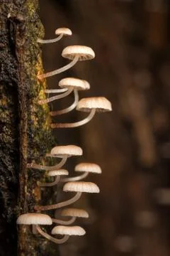 Tiny mushroom on wet tree Stock Photos