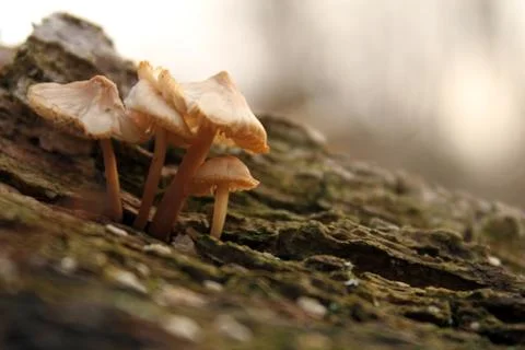 Tiny mushrooms 2 Stock Photos