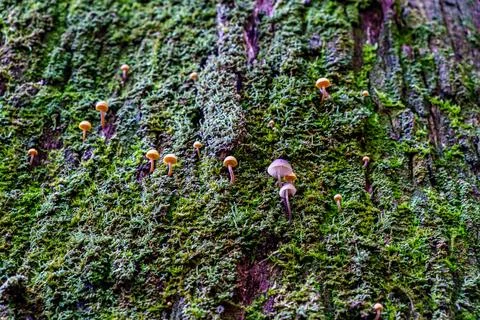 Tiny mushrooms and moss thriving on the surface of a fallen tree trunk Stock Photos