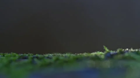 Tiny mushrooms emerging from lush moss captured in macro at sunset with a n.. Stock Footage 324799165