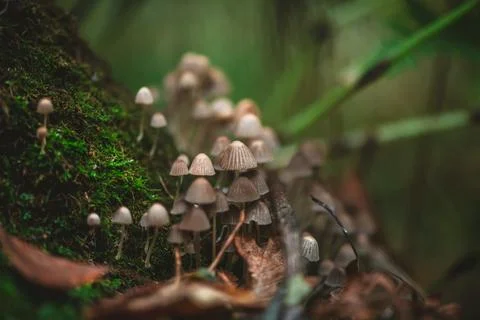 Tiny mushrooms growing on a moss-covered tree trunk in a lush forest create a Stock Photos