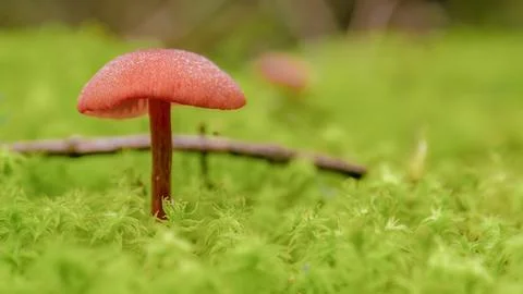Tiny mushrooms growing on moss in the forest, macrophotography captured in a  Foto stock