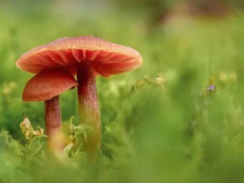 Tiny mushrooms growing on moss in the forest, macrophotography captured in a  Stock Photos