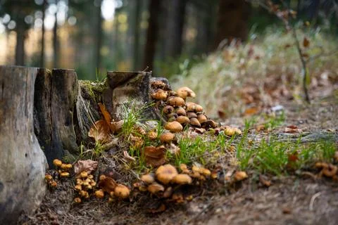 Tiny mushrooms growing next to a tree trunk Stock-Fotos